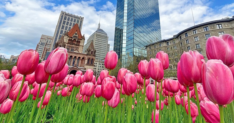 Flores na primavera em Boston