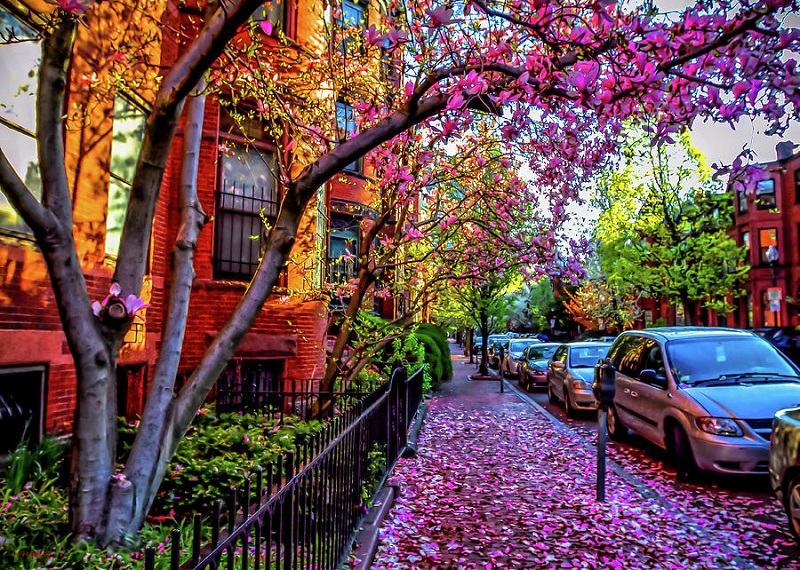 Rua florida na primavera em Boston