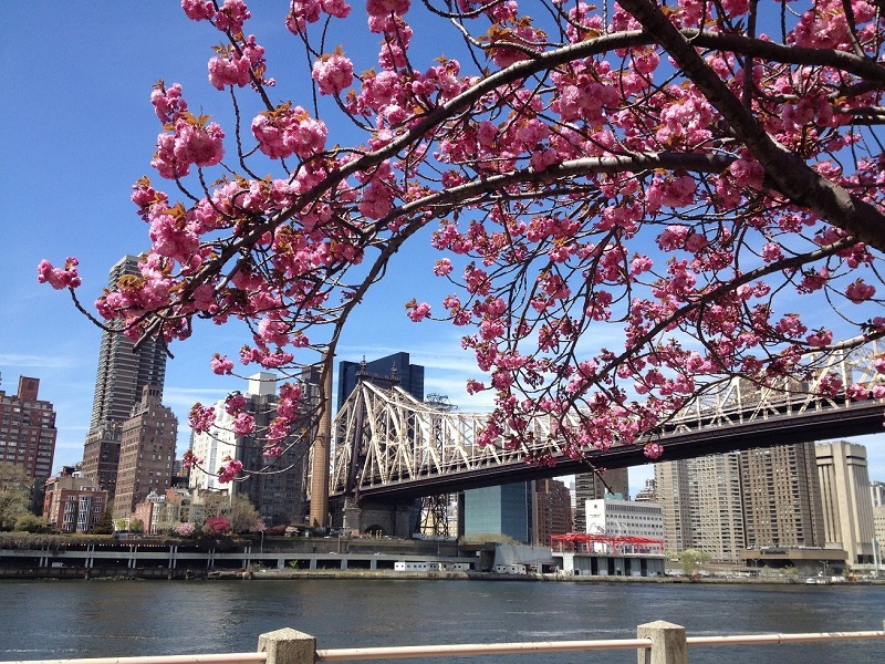 Festival de cerejeiras em Nova York